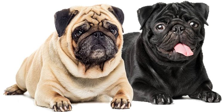 Cách chăm sóc chó mặt xệ chi tiết