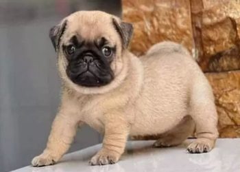 Có 3 kinh nghiệm phối giống chó được các nhà nuôi chó chuyên môn ứng dụng.