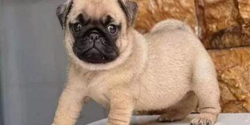 Có 3 kinh nghiệm phối giống chó được các nhà nuôi chó chuyên môn ứng dụng.