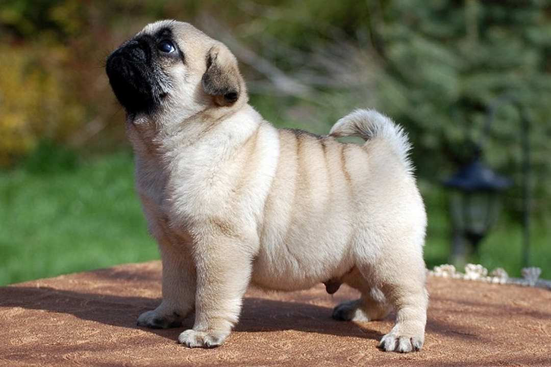 Lựa chọn nguồn gen để phối giống chó Pug bố mẹ