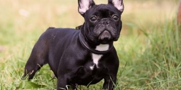 Đặc điểm phần thân của chó Bull Pháp