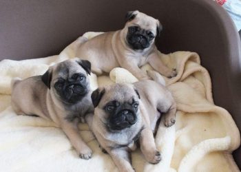 Nuôi chó mặt xệ luôn cần nhiều sự quan tâm