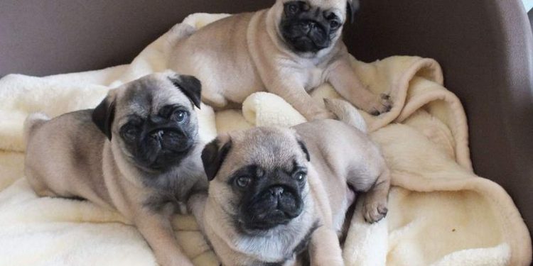 Nuôi chó mặt xệ luôn cần nhiều sự quan tâm