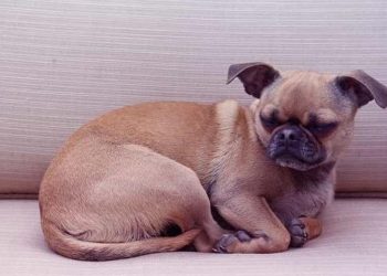 Khuôn mặt buồn cười của chó Pug lai Chihuahua