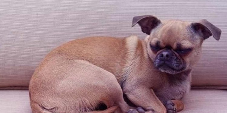 Khuôn mặt buồn cười của chó Pug lai Chihuahua