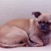 Khuôn mặt buồn cười của chó Pug lai Chihuahua