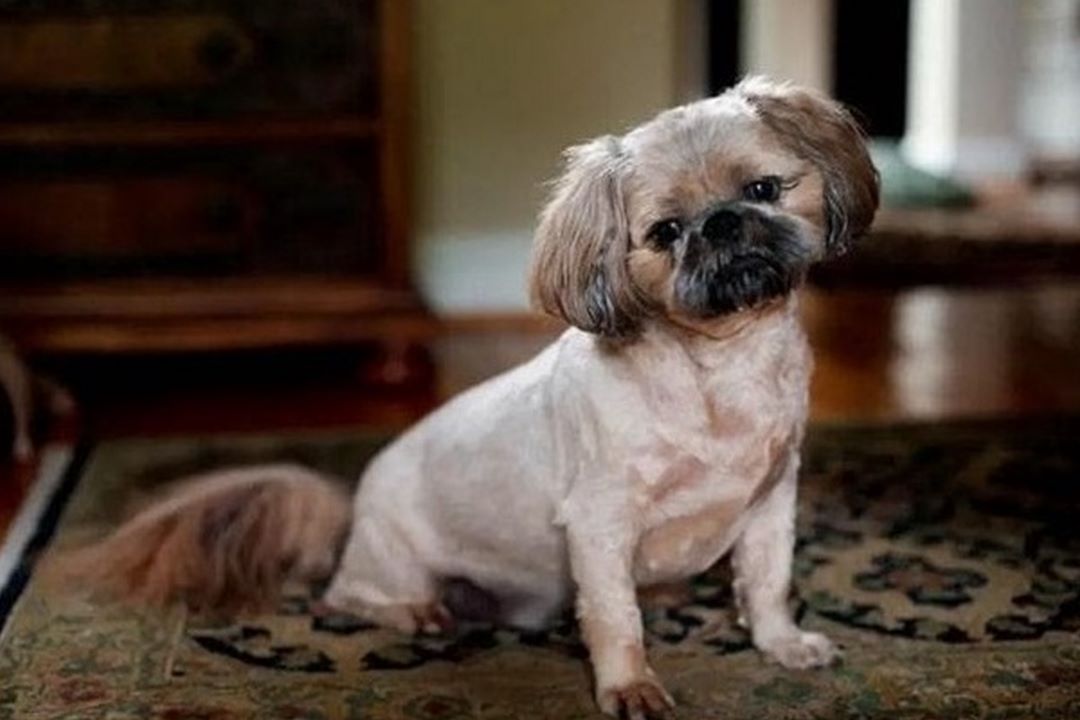 Vẻ ngoài đáng yêu của chó Pug lai Poodle