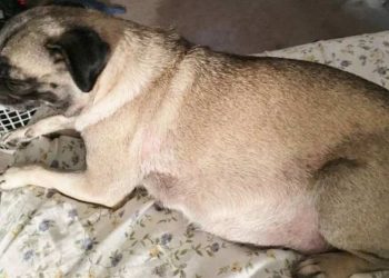 Lưu ý khi chăm sóc chó Pug mang thai và sau sinh