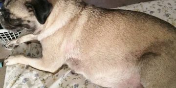 Lưu ý khi chăm sóc chó Pug mang thai và sau sinh