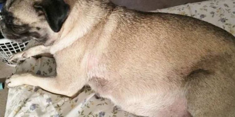 Lưu ý khi chăm sóc chó Pug mang thai và sau sinh