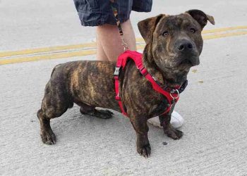 Các giống chó Pitbull lai phổ biến hiện nay