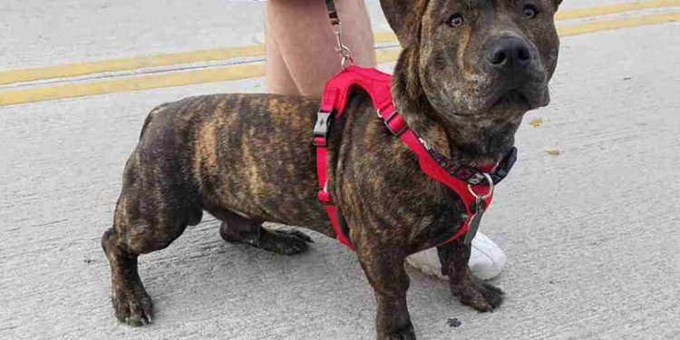 Các giống chó Pitbull lai phổ biến hiện nay