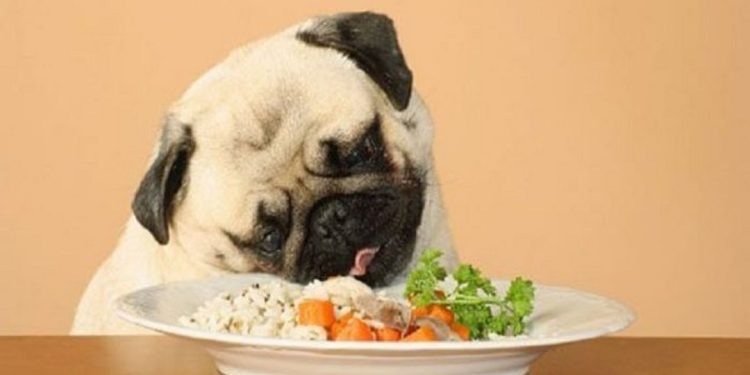 Nên cho chó Pug ăn khi nào?