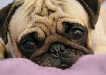 Chó Pug trưởng thành nặng bao nhiêu kg?