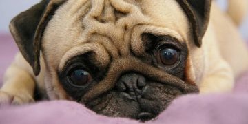 Chó Pug trưởng thành nặng bao nhiêu kg?