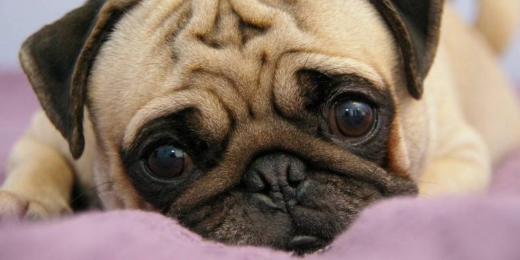 Chó Pug trưởng thành nặng bao nhiêu kg?