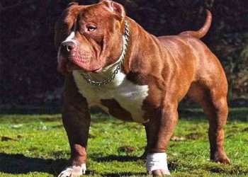 Nguồn gốc của chó sục pitbull mỹ.