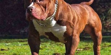 Nguồn gốc của chó sục pitbull mỹ.