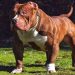 Nguồn gốc của chó sục pitbull mỹ.