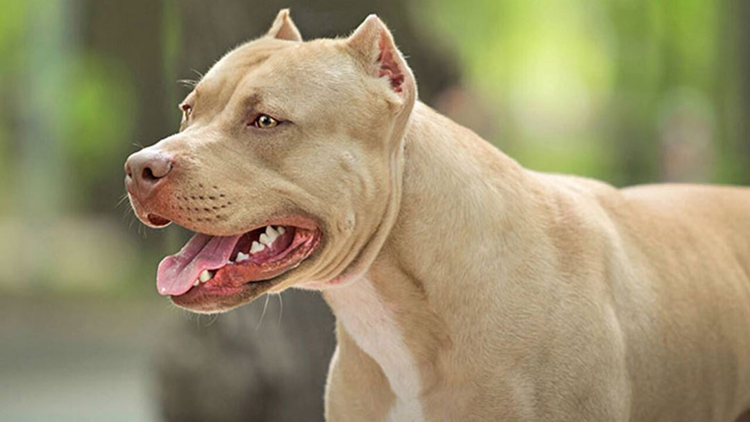 Chó sục Pitbull Mỹ giá bao nhiêu?