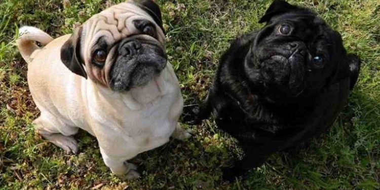 Không nên tin những lời mời gọi mua chó Pug giá rẻ