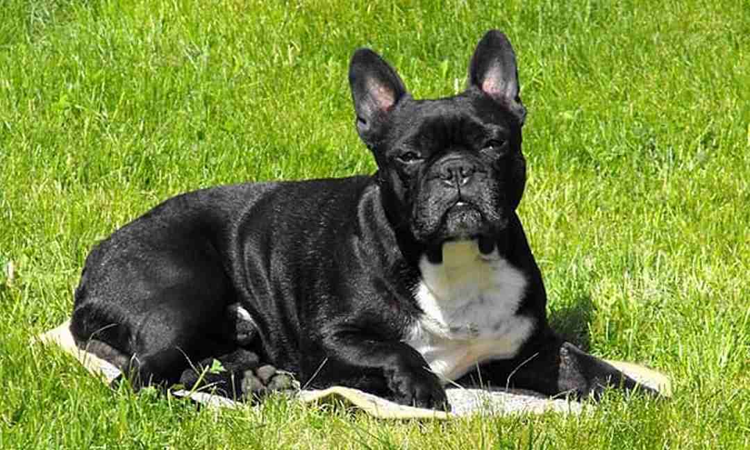 Chó Bulldog mặt xệ: Bulldog Pháp (French bulldog)