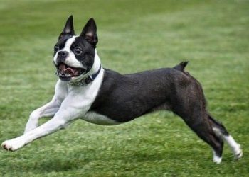 Chó má xệ Boston Terrier (chó sục Boston)