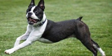 Chó má xệ Boston Terrier (chó sục Boston)