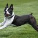 Chó má xệ Boston Terrier (chó sục Boston)