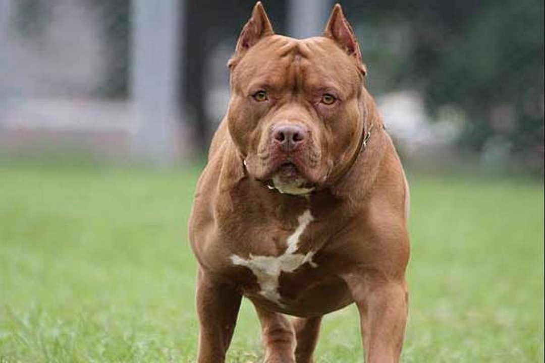 Chó Pitbull: Giống chó mặt xệ khá phổ biến