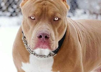 Giá Pitbull thuần chủng ở Việt Nam