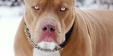 Giá Pitbull thuần chủng ở Việt Nam