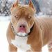 Giá Pitbull thuần chủng ở Việt Nam