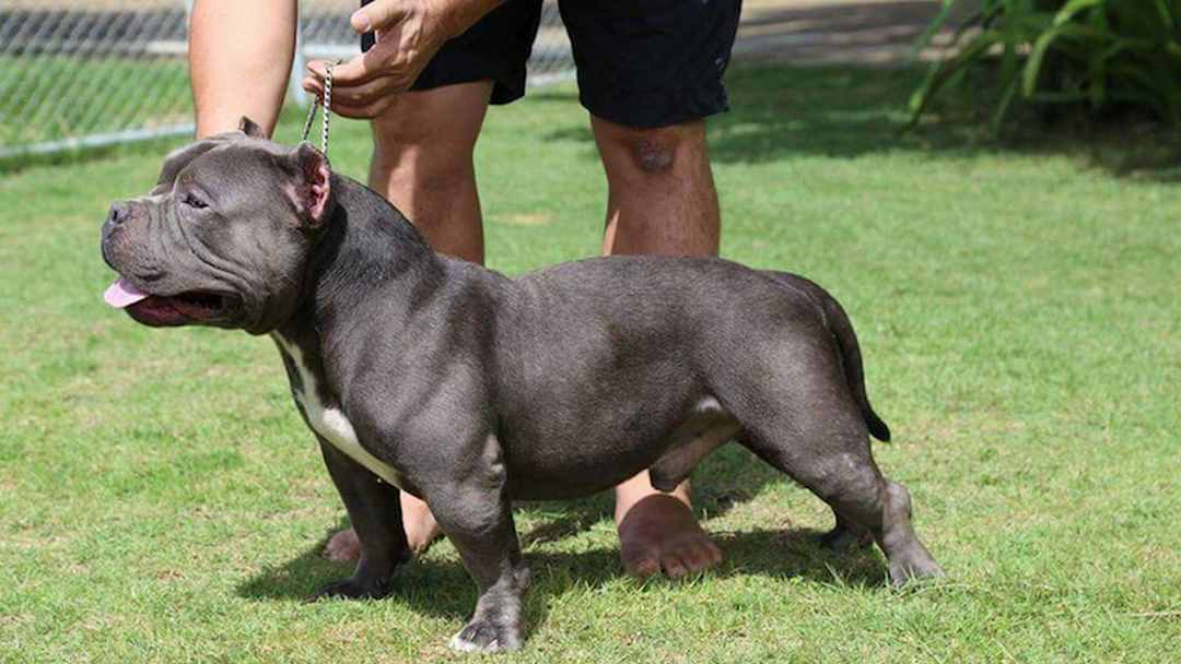 Chó Pitbull thuần chủng 100% nhập khẩu trực tiếp từ Mỹ