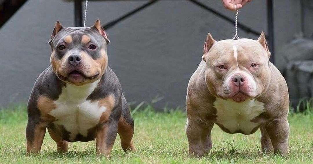 Nên mua chó pitbull con hay Pitbull trưởng thành?