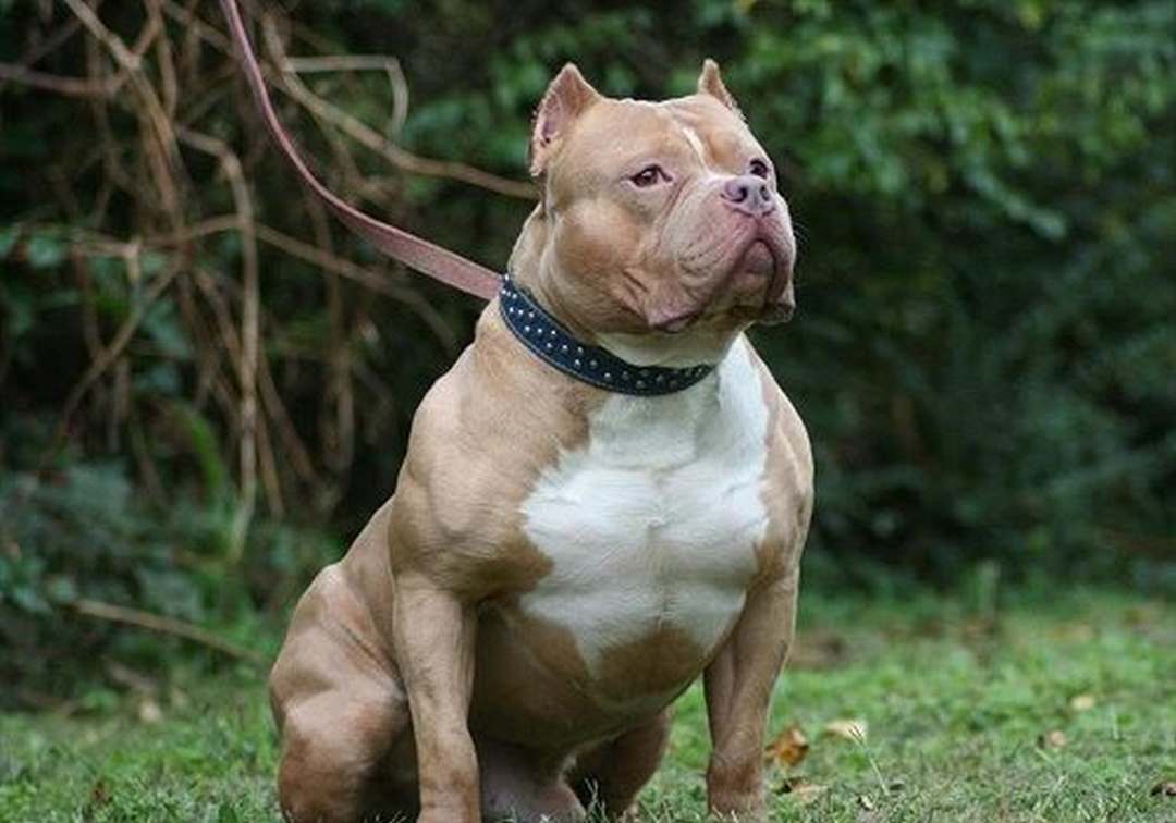 Tại sao nên nuôi chó Pitbull?