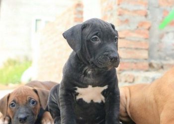 Lý do bạn nên chọn mua chó Pitbull con?