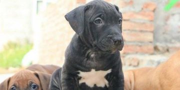 Lý do bạn nên chọn mua chó Pitbull con?