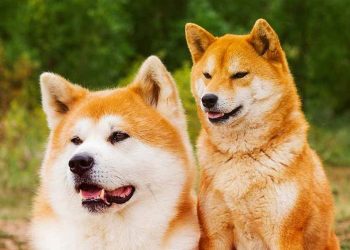 Chó Akita lai Shiba