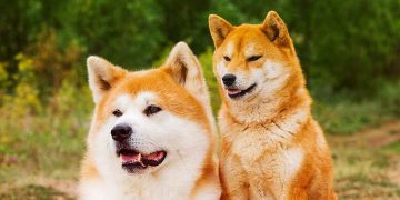 Chó Akita lai Shiba