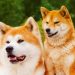 Chó Akita lai Shiba