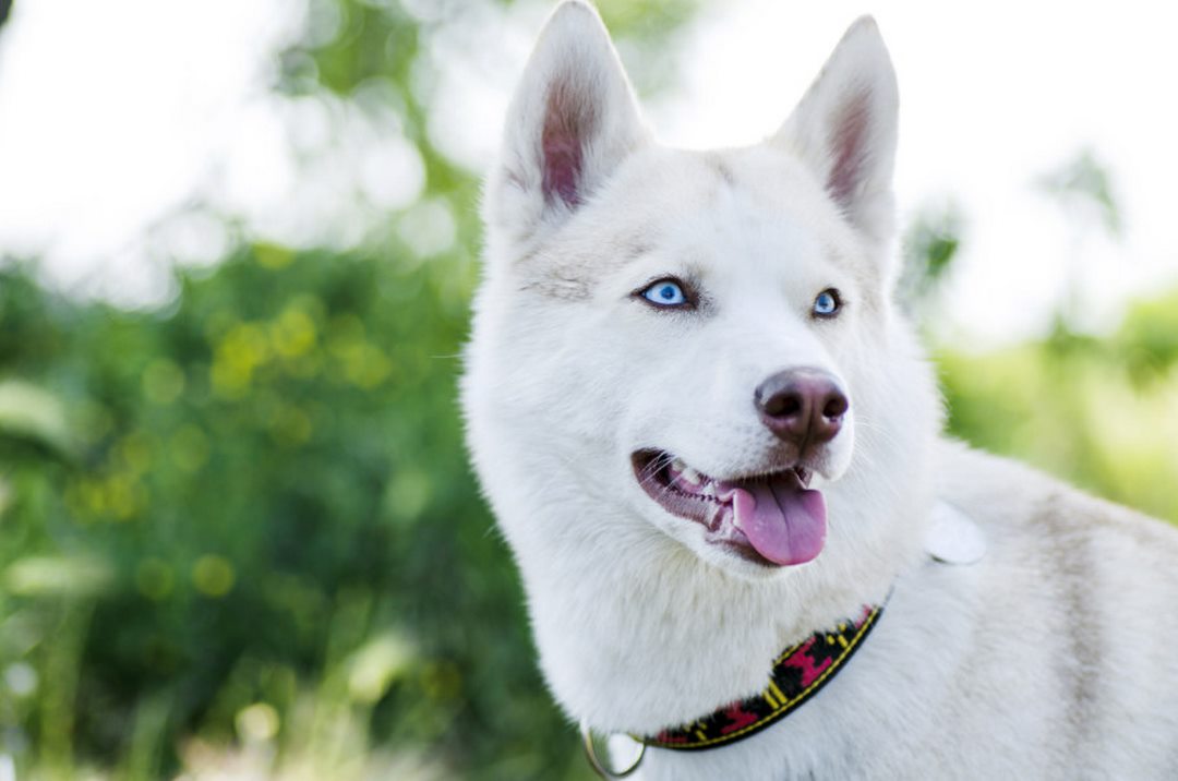 Chó Akita lai Husky