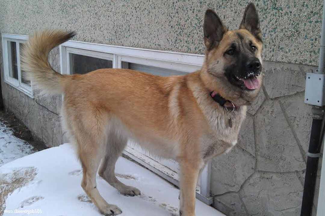 Chó Akita lai German Shepherd