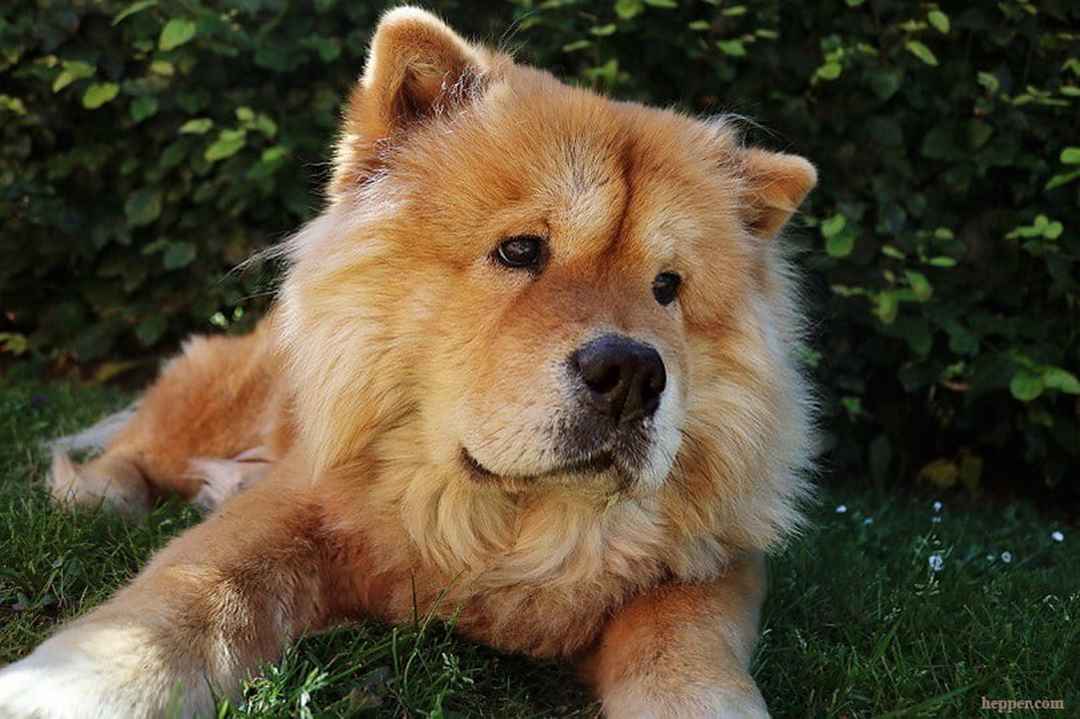 Chó Akita lai Chow Chow