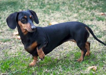 Giá chó Lạp Xưởng nhân giống tại Việt Nam