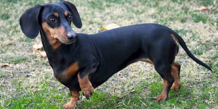 Giá chó Lạp Xưởng nhân giống tại Việt Nam