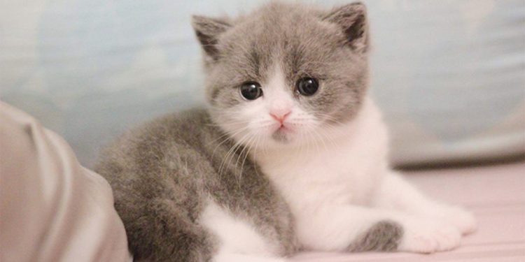 Giới Thiệu Về Mèo Munchkin