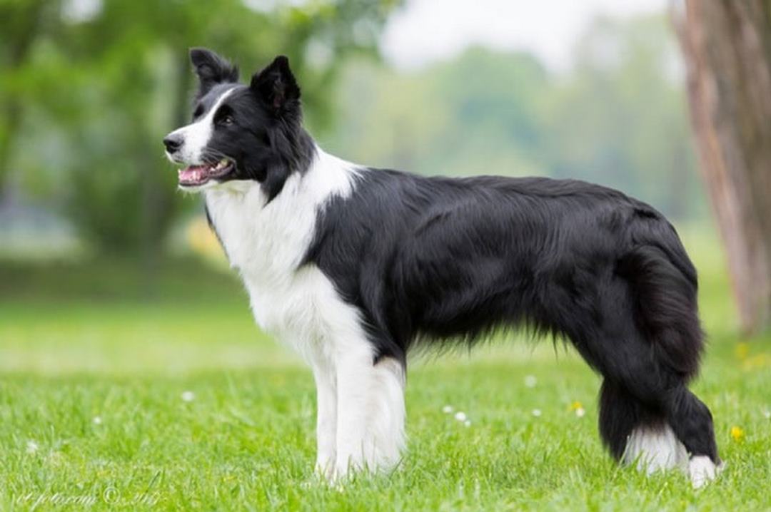 Chó chăn cừu Border Collie