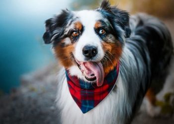 Chó chăn cừu Úc