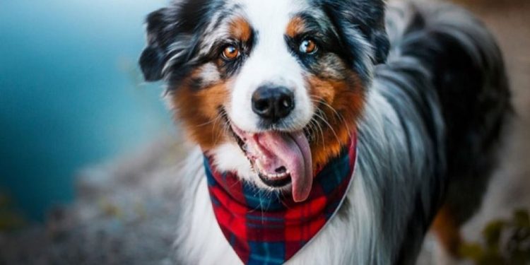 Chó chăn cừu Úc